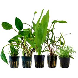 pflanzen set mit 5 einsteiger wasserpflanzen #6