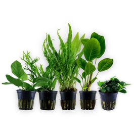 pflanzen set mit 5 einfachen wasserpflanzen #16