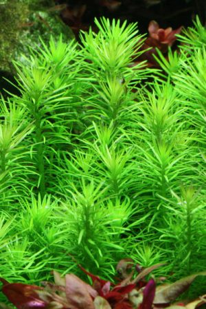 pogostemon erectus meristempflanze algen und parasitenfrei 300x450 1.jpg